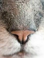 Ling Hao Qin Yuxin R