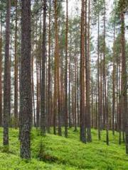 The Heavenly Eye Gho